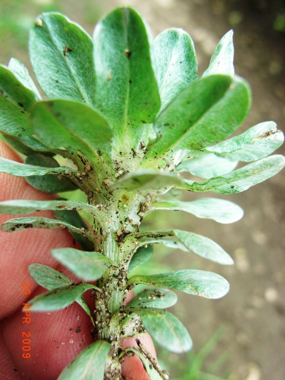 Filago pygmaea (=Evax pygmaea) / Evax comune